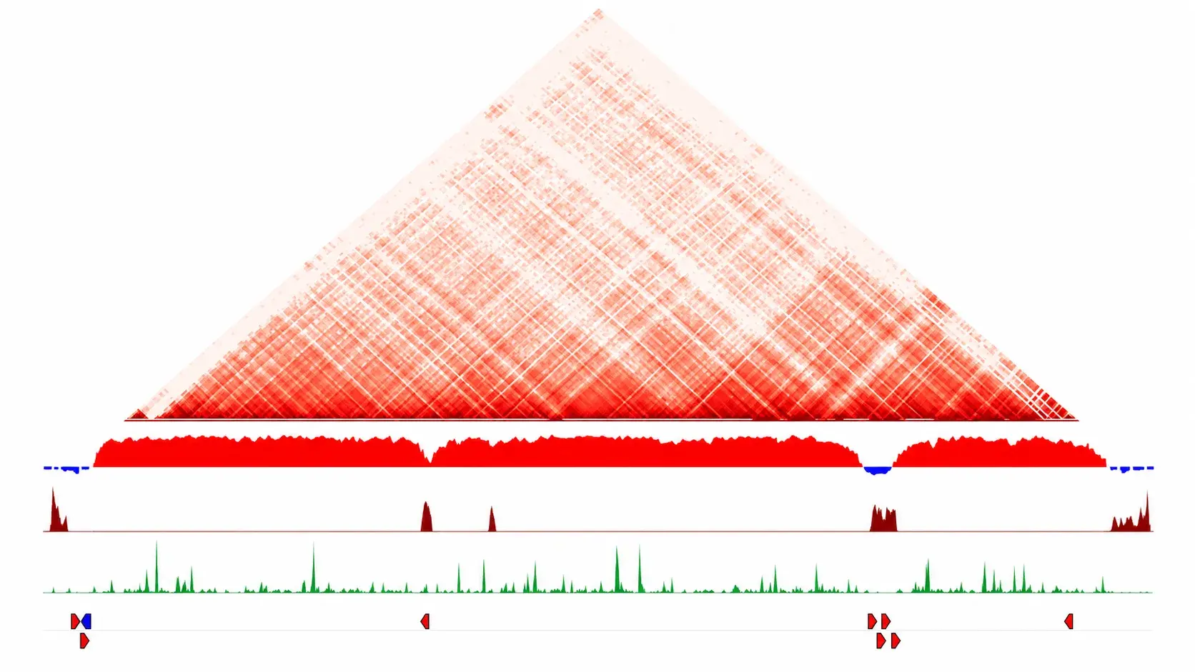 Hi-C contact map above aligned chromatin coverage, histone occupancy and gene-annotation tracks