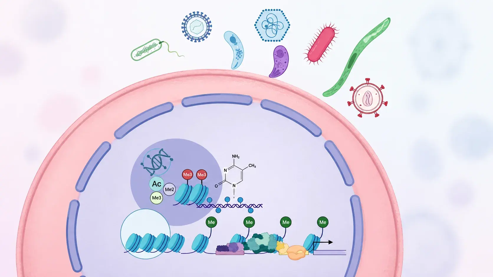 Viruses, bacteria and parasites outside a host cell whose nucleus shows acetylation and methylation marks on chromatin
