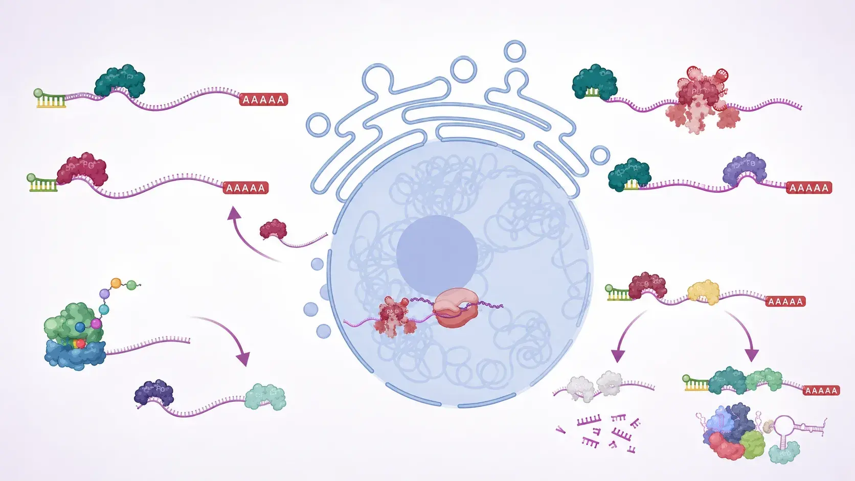 RNA-binding proteins bound to polyadenylated transcripts around a cell nucleus, illustrating post-transcriptional regulation